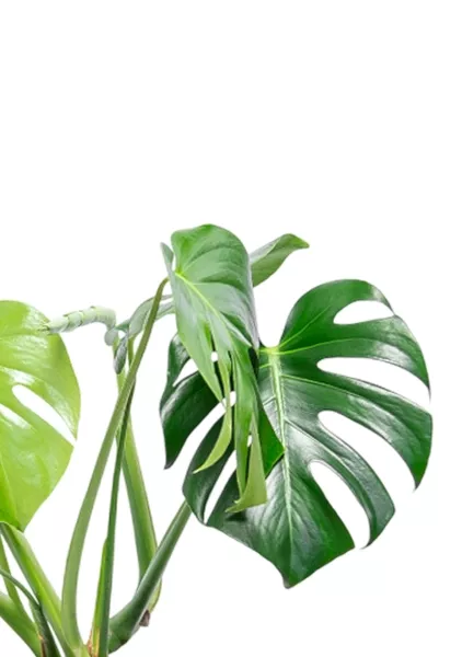 Монстера Делициоза 14/50 см в CLASSICO COLOR 18