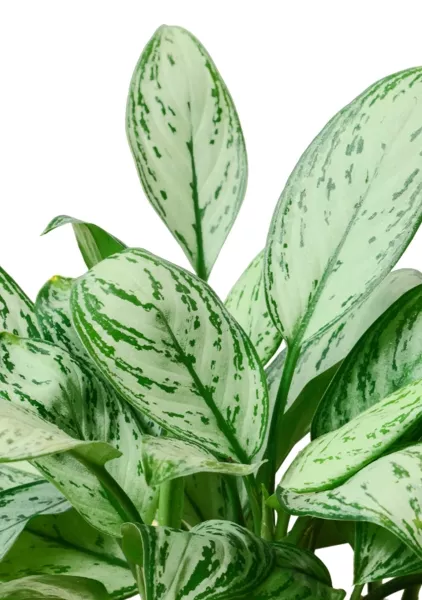 Аглаонема Мария Кристина в CUBE COLOR 14