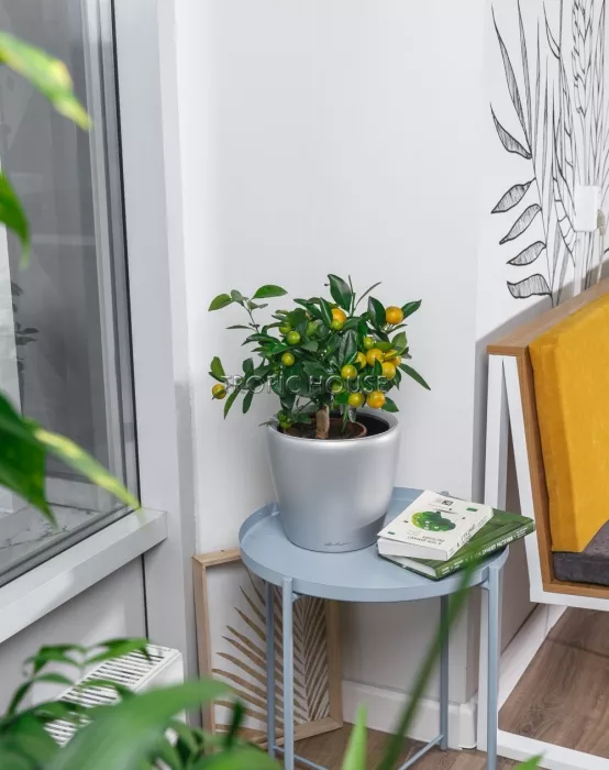 Цитрус Каламондин в CLASSICO LS 21