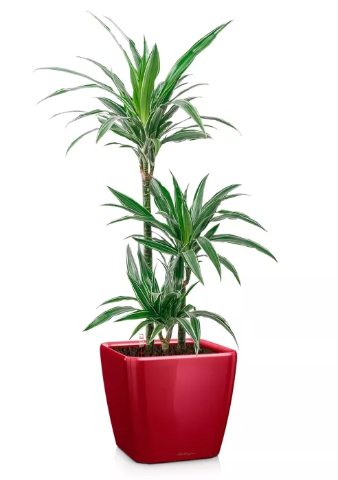 Драцена Варнески 3 ствола 21/110 в QUADRO LS 28, ярко-красный блестящий