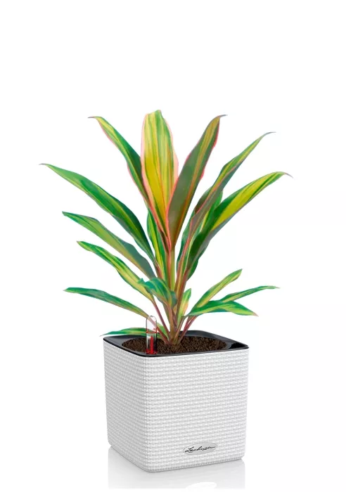 Кордилина Киви 12/35 см в CUBE COLOR 14, белый