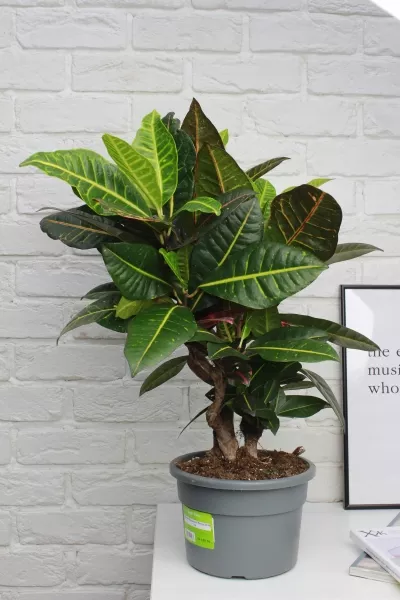 Кротон (Кодиеум) Петра 21/60 см в CLASSICO COLOR 28