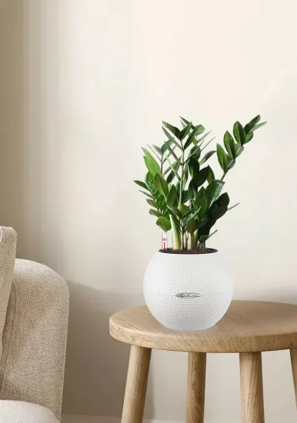 Замиокулькас 12/45 в PURO 20