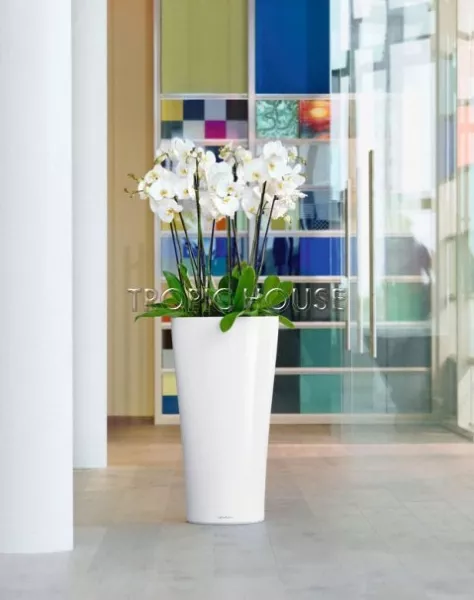 Орхидея Фаленопсис белая каскад 12/50 см