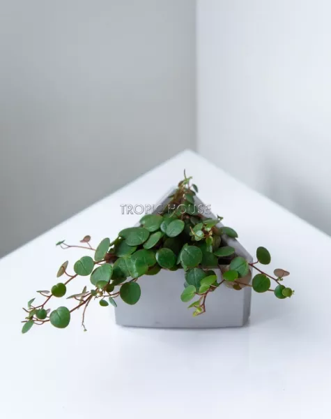 Кашпо бетонное настольное ТН 02