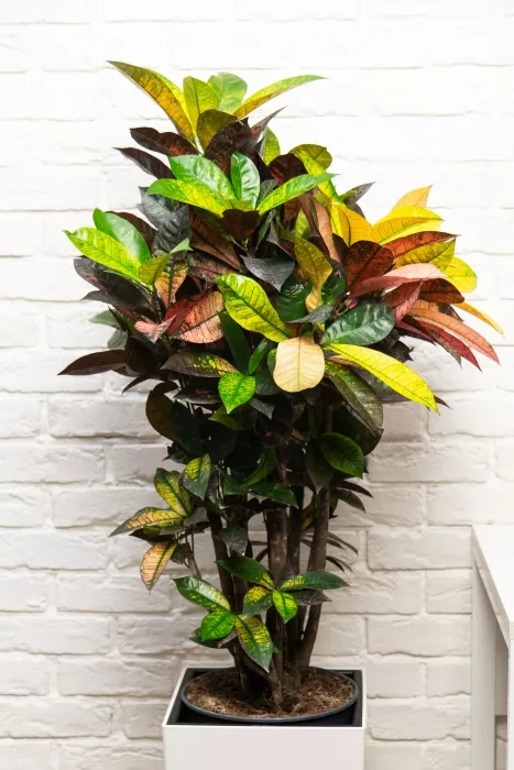 Кротон Мистер Айкетон в CUBICO COLOR 30