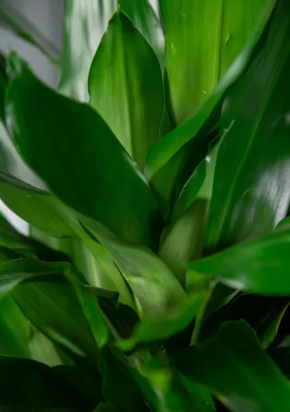 Драцена Джанет Линд в CANTO STONE HIGH 30