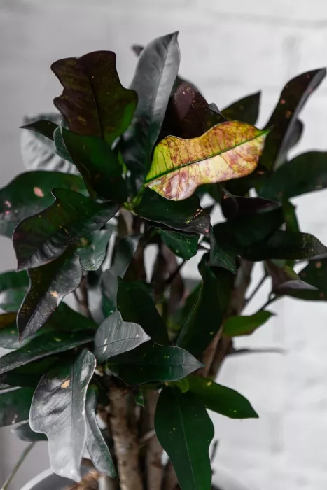 Кротон Вилма в CLASSICO COLOR 21