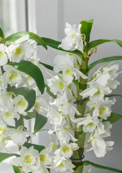 Орхидея Дендробиум белый в ORCHIDEA 18