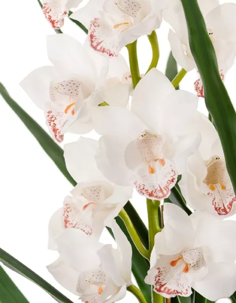 Орхидея Цимбидиум куст белый с имитацией земли (без кашпо)