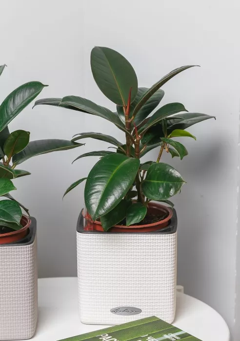 Фикус Эластика в CUBE COLOR 14