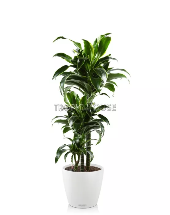 Драцена Дорадо CLASSICO 28/100 см, белый