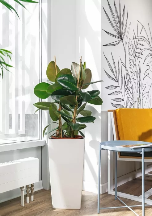 Фикус Эластика Робуста в CUBICO 30