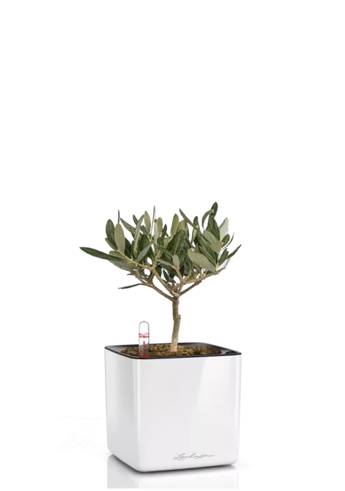 Олива CUBE GLOSSY 14/30 см Белый блестящий