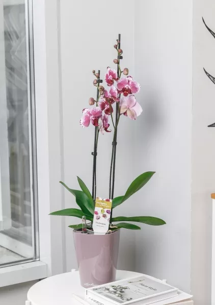 Орхидея Фаленопсис мини микс 6/25 см