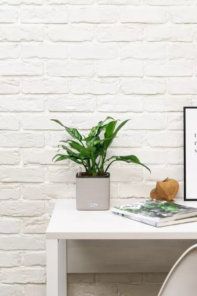 Аглаонема Мария в CUBE COLOR 14