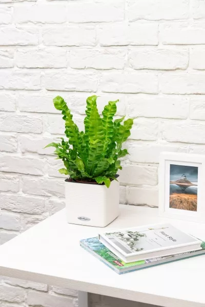 Асплениум Криспи Вейв 12/30 см