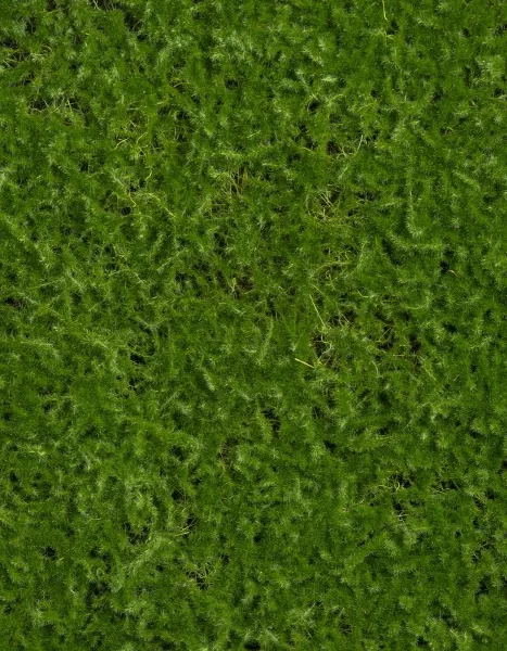 Мох Сфагнум полотно