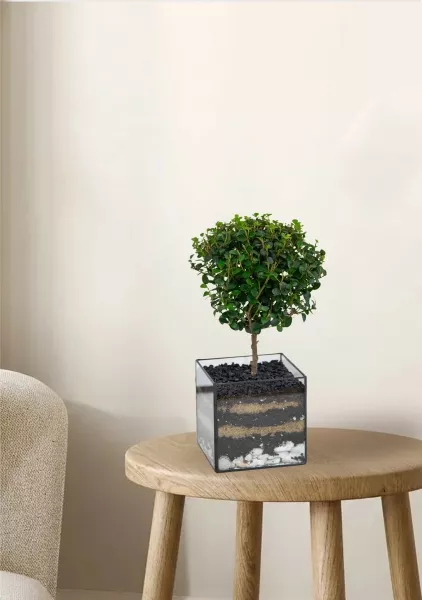 Флорариум с Мирсиной 25 см в кубе