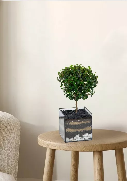 Флорариум с Мирсиной 25 см в кубе