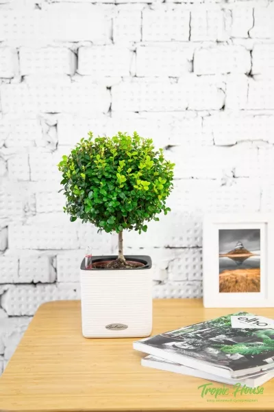 Мирсина CUBE COLOR 14