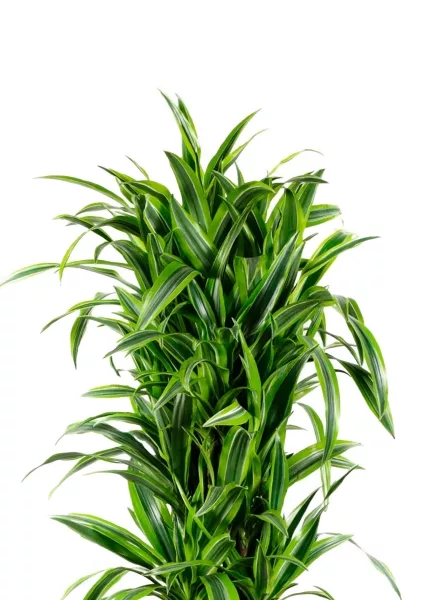 Драцена Лемон Лайм бранч 34/160 см в QUADRO LS 43