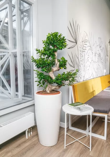 Фикус Микрокарпа бонсай в RONDO 40