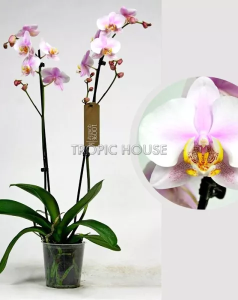 Орхидея Фаленопсис светло-розовая 12/60 см