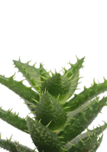 Алоэ Хавортия микс 5 см в CUBE GLOSSY 14