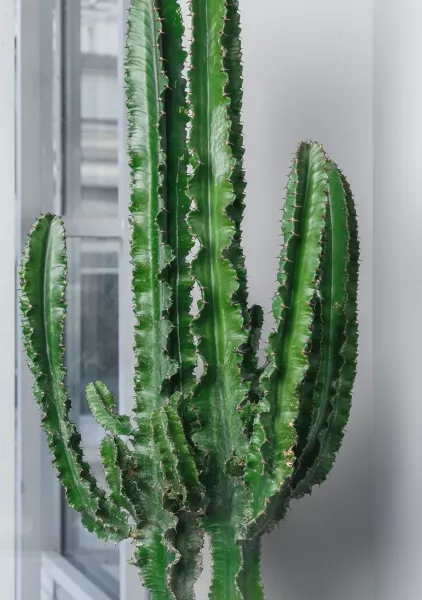 Кактус Эуфорбия Ингенс в RONDO 40