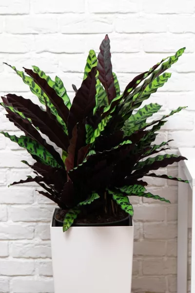 Калатея Лансифолия 30/80 см в CUBE 40