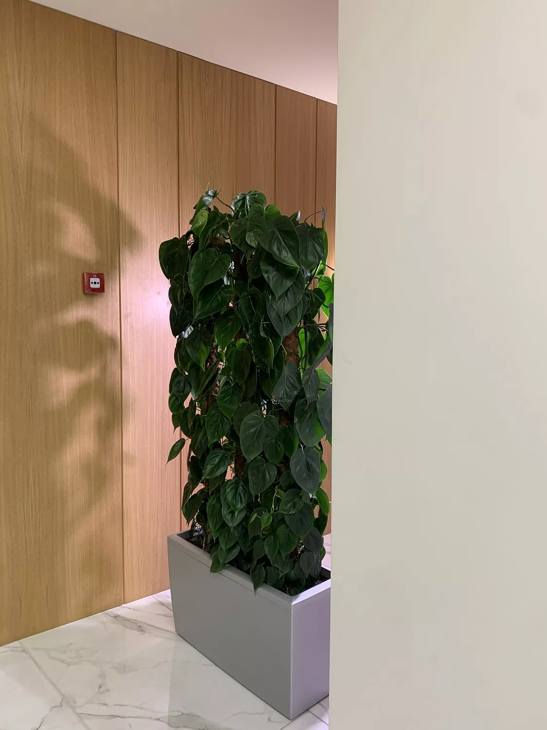 СЕРВИСНЫЙ УХОД ЗА РАСТЕНИЯМИ