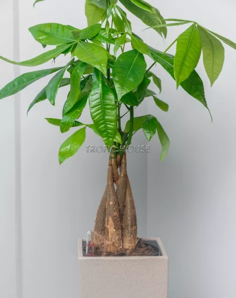 Пахира в CANTO STONE 14