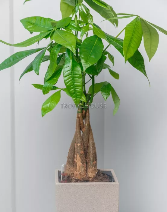 Пахира в CANTO STONE 14