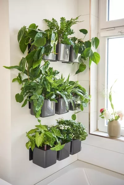 Замиокулькас в ЗЕЛЕНАЯ СТЕНА Home Kit Glossy 15