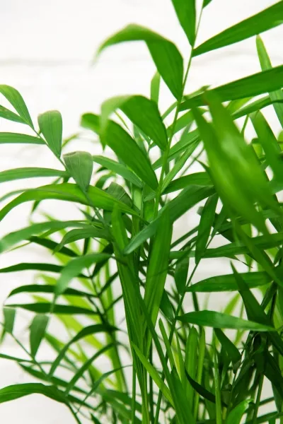 Хамедорея Элеганс 17/60 в CLASSICO Color 21