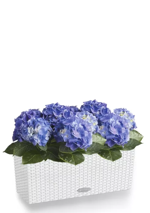 Гортензия темно-голубая для балконов и терасс в BALCONERA Cottage 50, белый