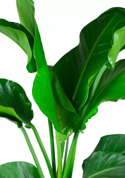 Стрелиция Николай 21/100 в CANTO STONE HIGH 30