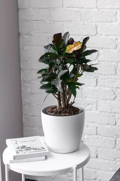 Кротон Вилма в CLASSICO COLOR 21