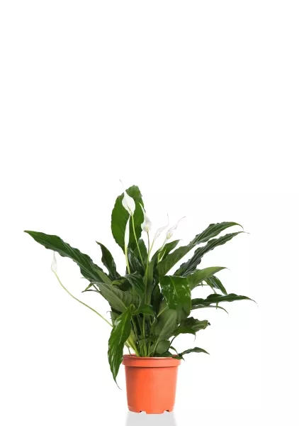 Спатифиллум 13/50 см