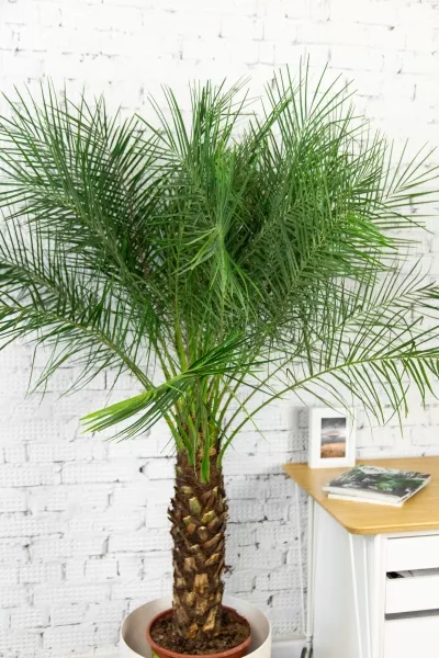 Финиковая пальма Робилини в CLASSICO LS 43