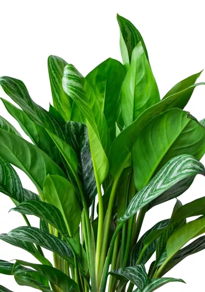 Аглаонема Страйп в CANTO STONE HIGH 30