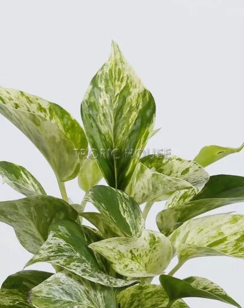 Сциндапсус в OJO 20 см