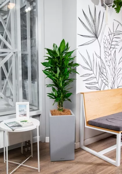 Драцена Джанет Линд в CANTO STONE HIGH 30