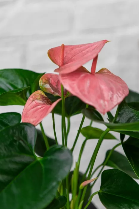 Антуриум розовый в CANTO STONE 14