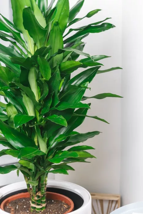 Драцена Джанет Линд в RONDO 32