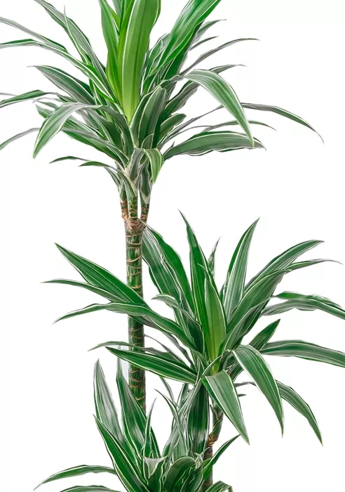 Драцена Варнески 3 ствола 21/110 в QUADRO LS 28