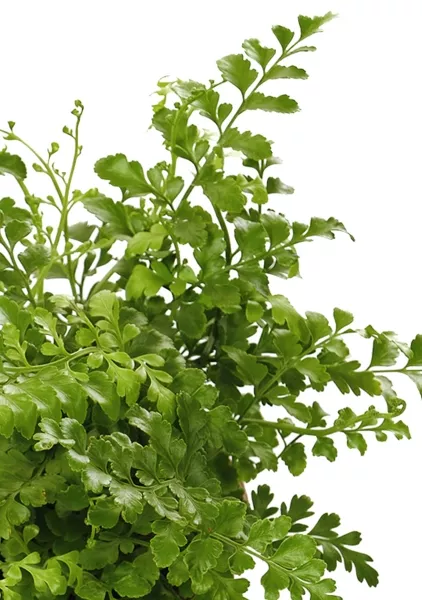 Папоротник Парвати 12/25 см