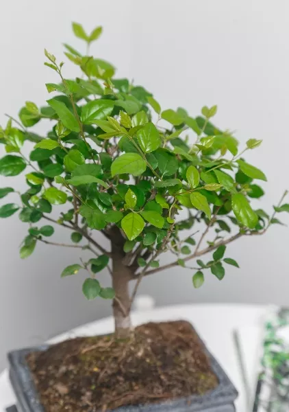 Бонсай микс в керамике 20/45 см