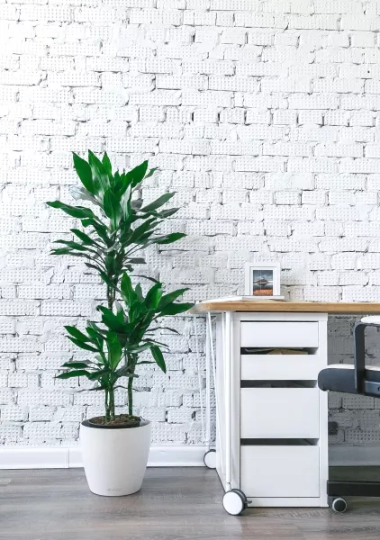 Драцена Джанет Линд 3 ствола 21/90 см